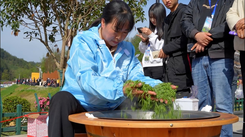 关于汉中宁强：2024年第三届“汉中仙毫”手工制茶技能大赛正式启动的最新消息(5)