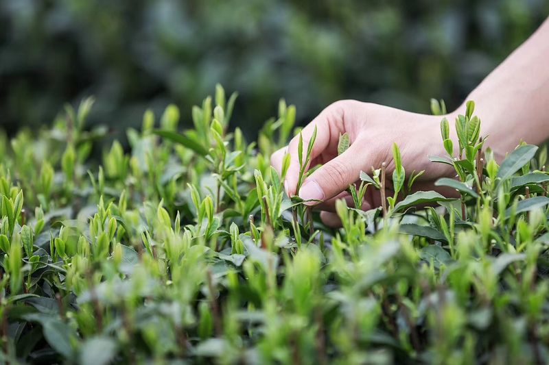 有关于2023年我国茶叶产销及进出口形势分析的信息