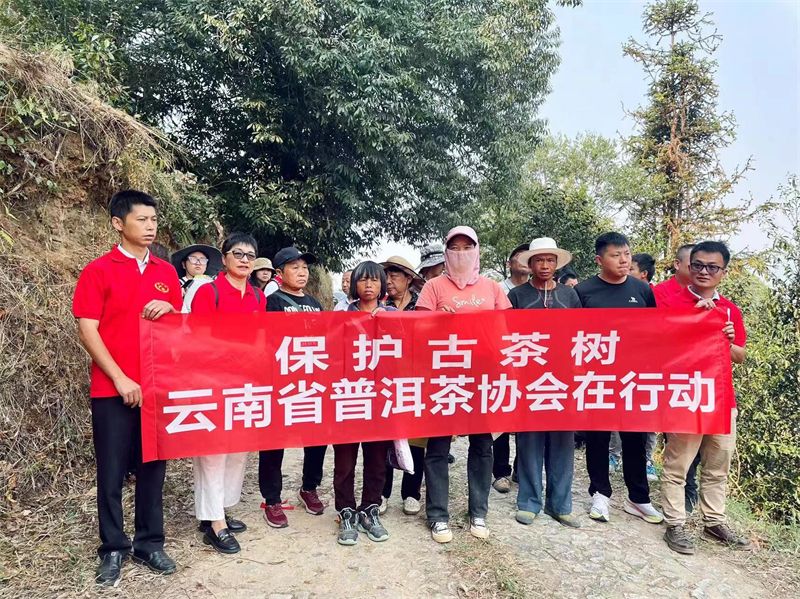 关于古茶树保护——云南省普洱茶协会在行动的信息(1)