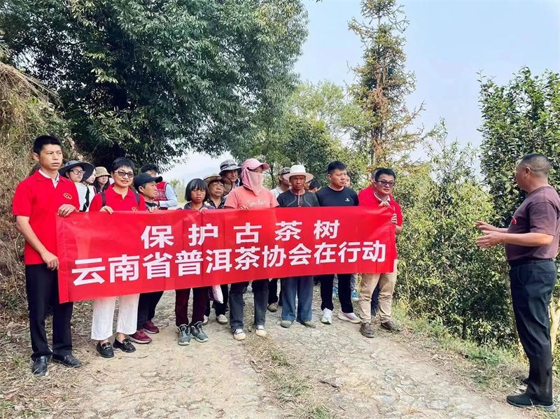 关于古茶树保护——云南省普洱茶协会在行动的信息(3)