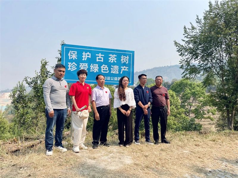 关于古茶树保护——云南省普洱茶协会在行动的信息(2)