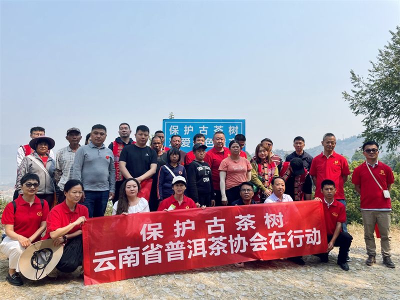 关于古茶树保护——云南省普洱茶协会在行动的信息(4)