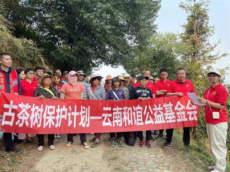 关于古茶树保护——云南省普洱茶协会在行动的信息