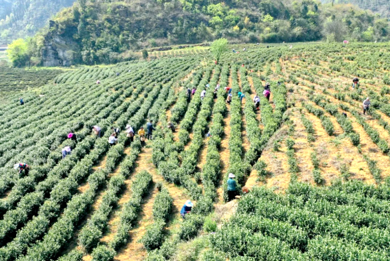 有关于贞丰县对门山村发展茶产业：绿了荒山 富了百姓的相关信息(2)