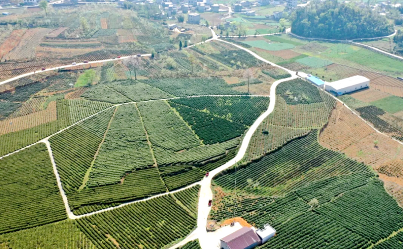 有关于贞丰县对门山村发展茶产业：绿了荒山 富了百姓的相关信息