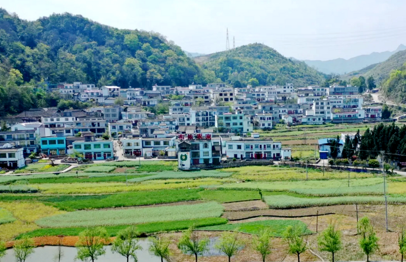 有关于贞丰县对门山村发展茶产业：绿了荒山 富了百姓的相关信息(1)