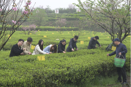 有关于知名学者走进福鼎白茶的资讯(1)
