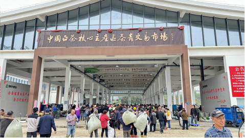 有关于知名学者走进福鼎白茶的资讯(6)