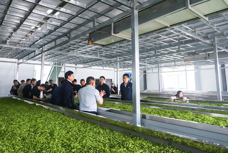 关于2024岳西翠兰开园节暨翠兰仙子古坊巡游会成功举办的新闻(17)