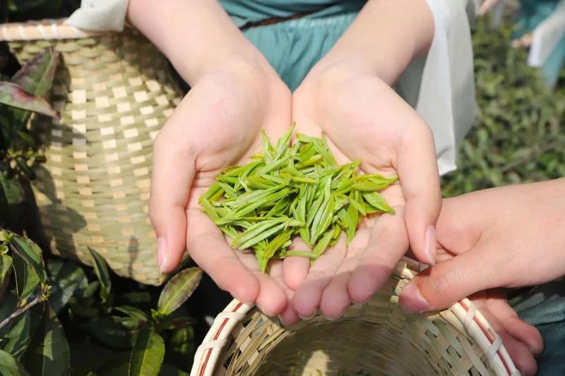 关于2024岳西翠兰开园节暨翠兰仙子古坊巡游会成功举办的新闻(15)