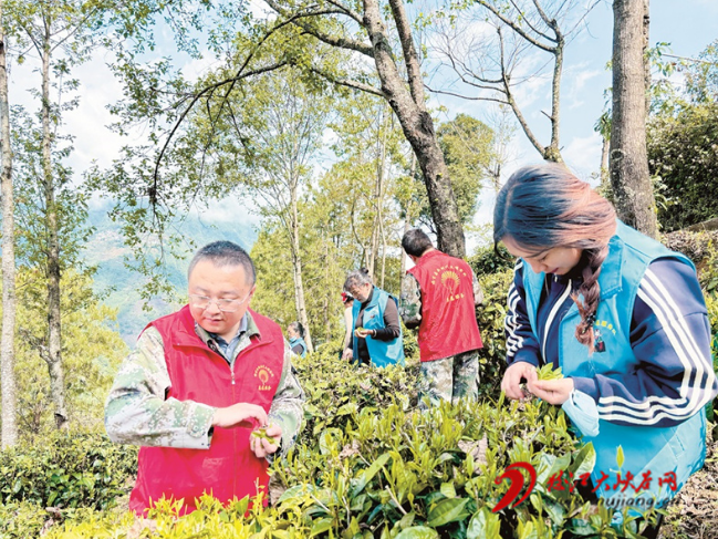 有关于福贡县茶园春意浓 采摘好时节的新闻