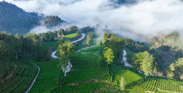 关于以茶为媒 以茶聚友 2024湘西黄金茶品鉴营销活动启动的信息(3)