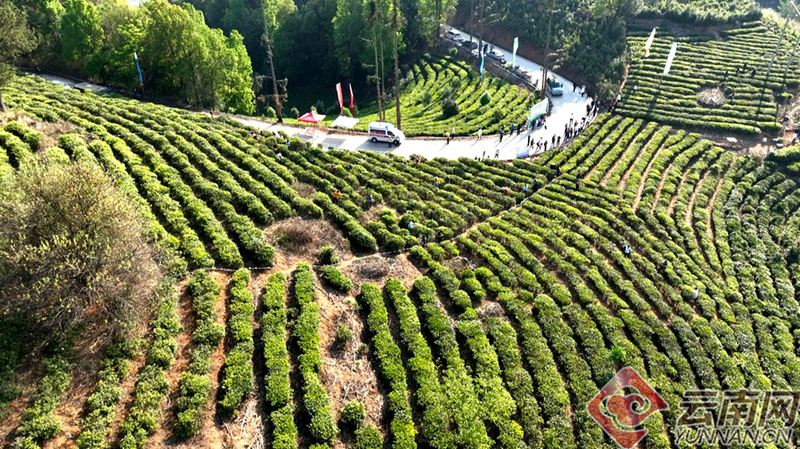 有关于云南省元江县解锁茶叶新体验 茶旅融合开新篇的最新消息