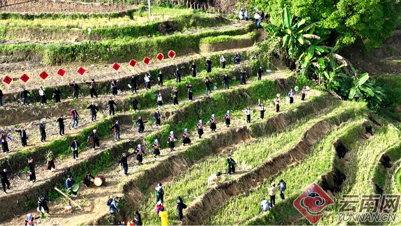 有关于云南省元江县解锁茶叶新体验 茶旅融合开新篇的最新消息(4)