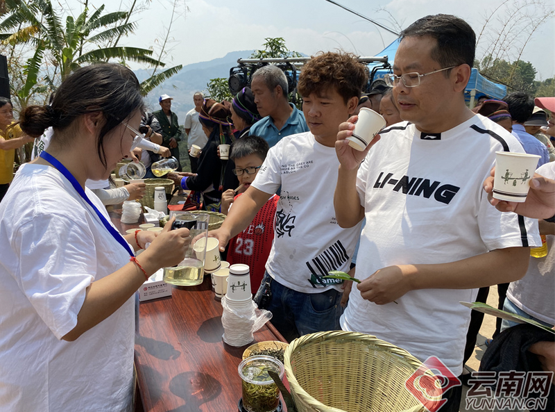 有关于云南省元江县解锁茶叶新体验 茶旅融合开新篇的最新消息(1)