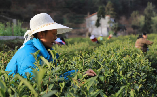 有关于汉中镇巴盐场镇：春暖花开采茶忙，一片叶子促振兴的消息(1)