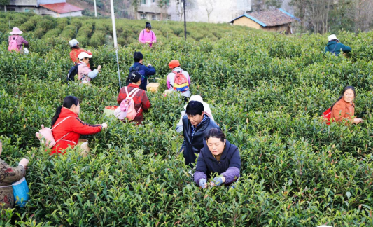 有关于汉中镇巴盐场镇：春暖花开采茶忙，一片叶子促振兴的消息