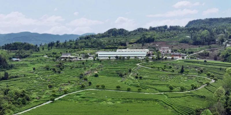 关于凤冈县盘云茶业：茶山采新芽 车间制新茶的最新消息