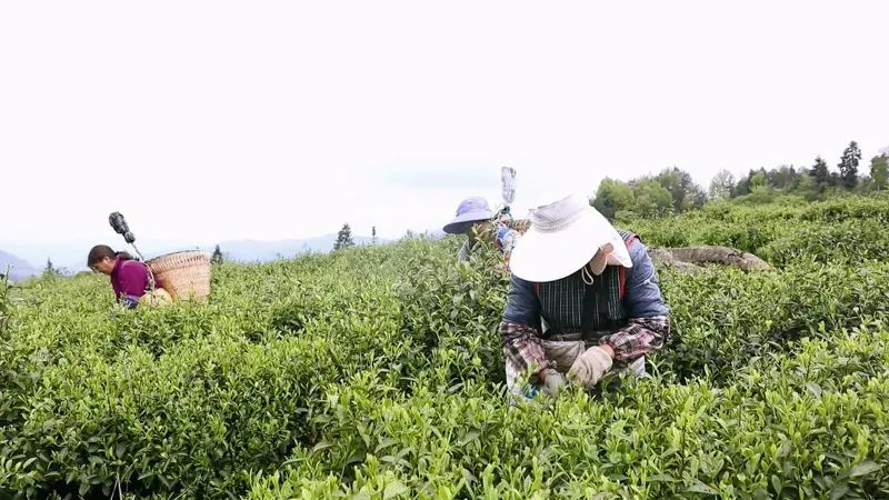 关于凤冈县盘云茶业：茶山采新芽 车间制新茶的最新消息(1)