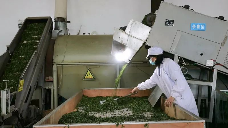 关于凤冈县盘云茶业：茶山采新芽 车间制新茶的最新消息(3)