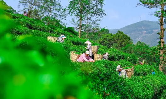 有关于南涧：一片绿叶成为联农带农富农的“金叶子”的资讯(2)