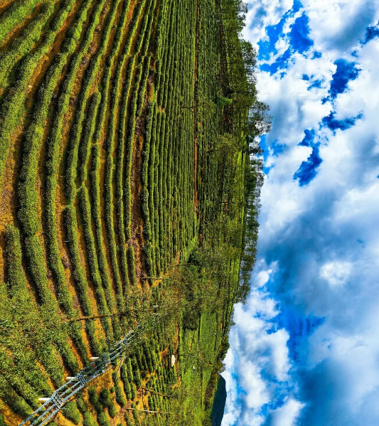 有关于南涧：一片绿叶成为联农带农富农的“金叶子”的资讯(1)