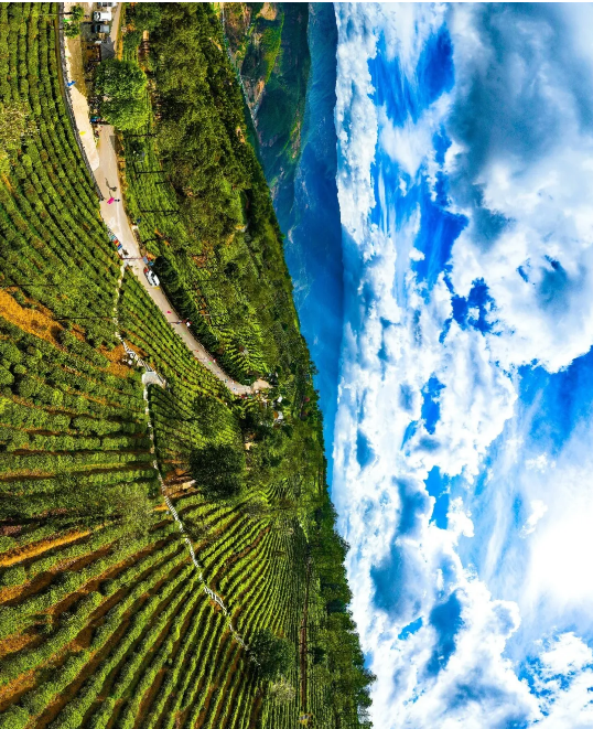 有关于南涧：一片绿叶成为联农带农富农的“金叶子”的资讯