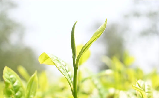 有关于南涧：一片绿叶成为联农带农富农的“金叶子”的资讯(5)