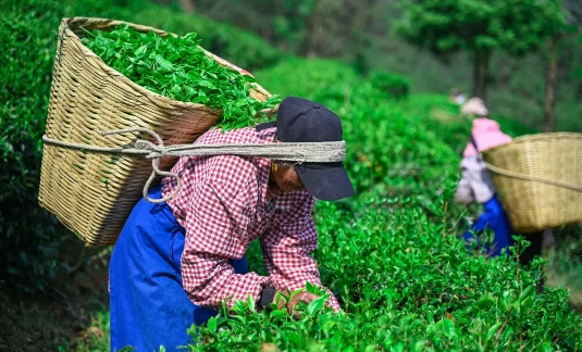 有关于南涧：一片绿叶成为联农带农富农的“金叶子”的资讯(3)