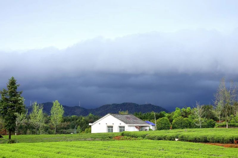 关于一杯好茶 看得见的绿色自然的相关信息