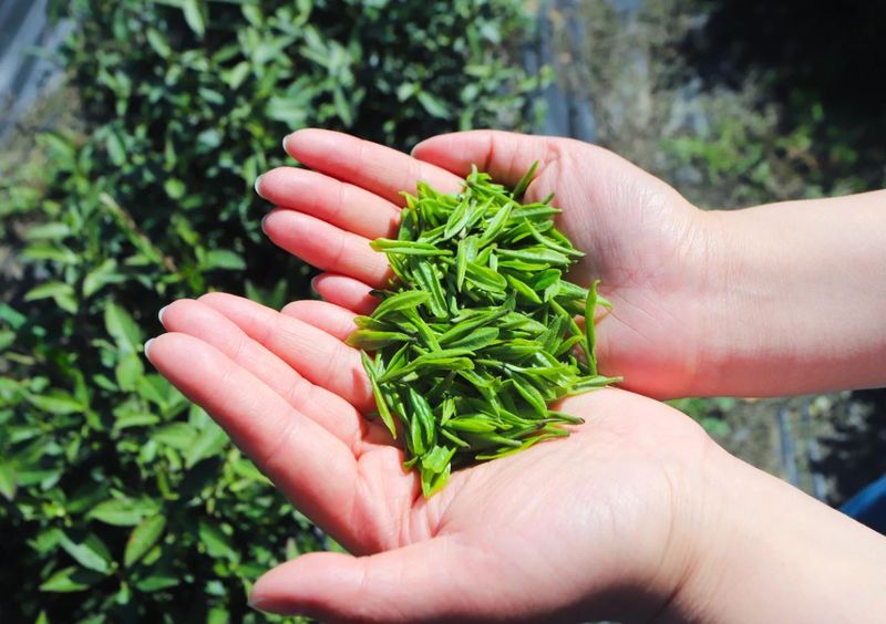 有关于安徽黄山：借“茶”生金 绘就为农服务“新画卷”的消息(2)