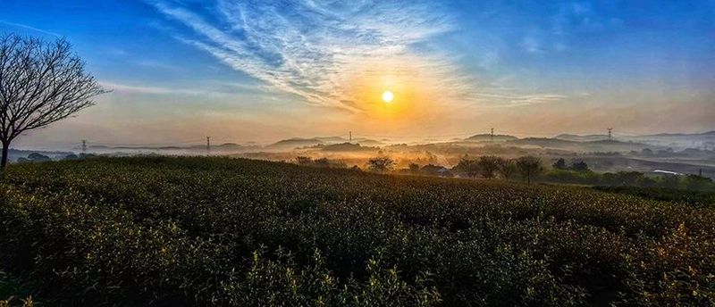 有关于常州溧阳:一片茶叶的旅程的资讯