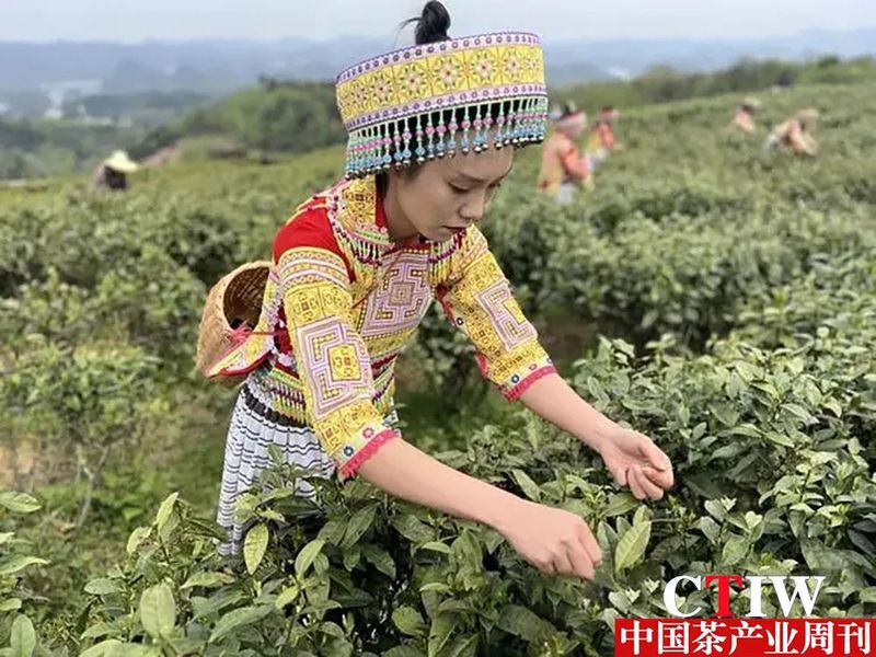 关于贵阳贵安：一抹春茶绿 一方产业兴的消息(1)