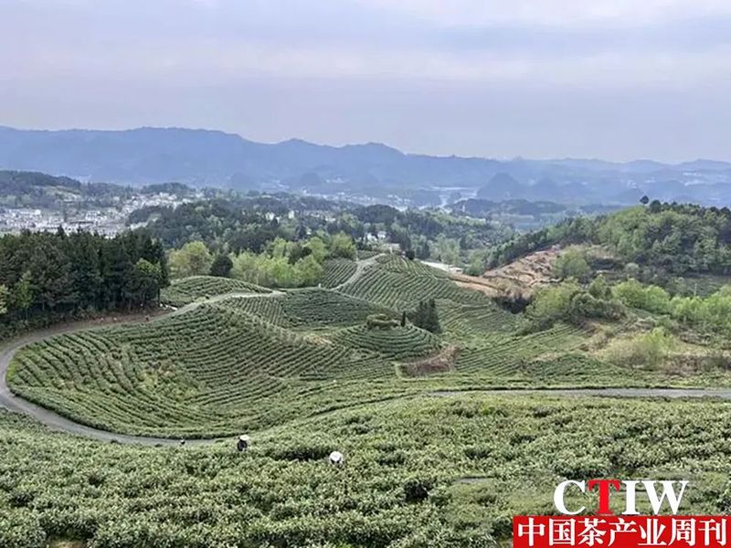 关于贵阳贵安：一抹春茶绿 一方产业兴的消息