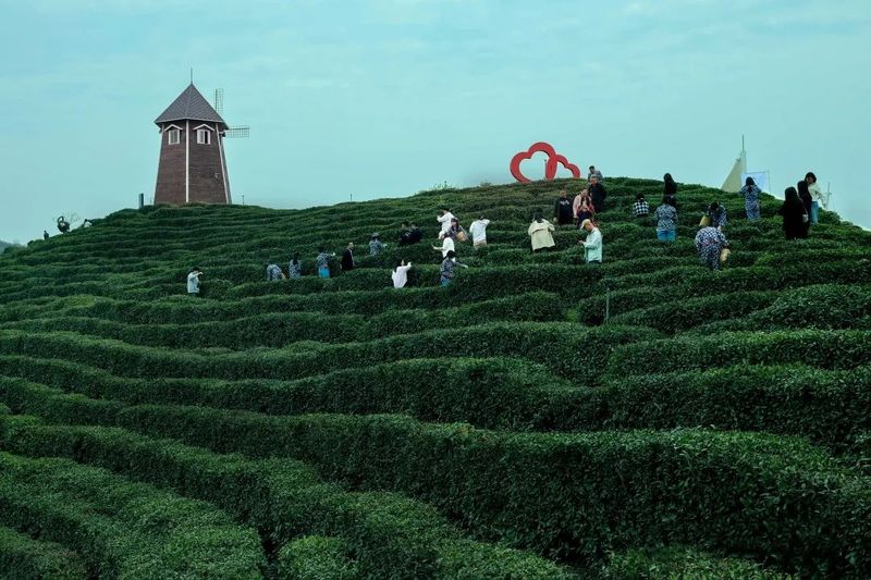 关于万亩茶园绿了群山富了民——山阳县茶创小镇助推生态产品价值实现典型案例的内容