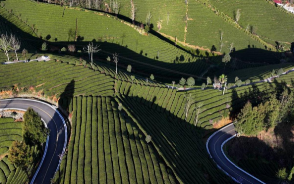 有关于春茶飘香海外！鹤峰县一季度出口茶叶3085吨的最新消息(1)