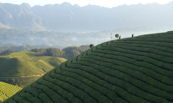 有关于春茶飘香海外！鹤峰县一季度出口茶叶3085吨的最新消息