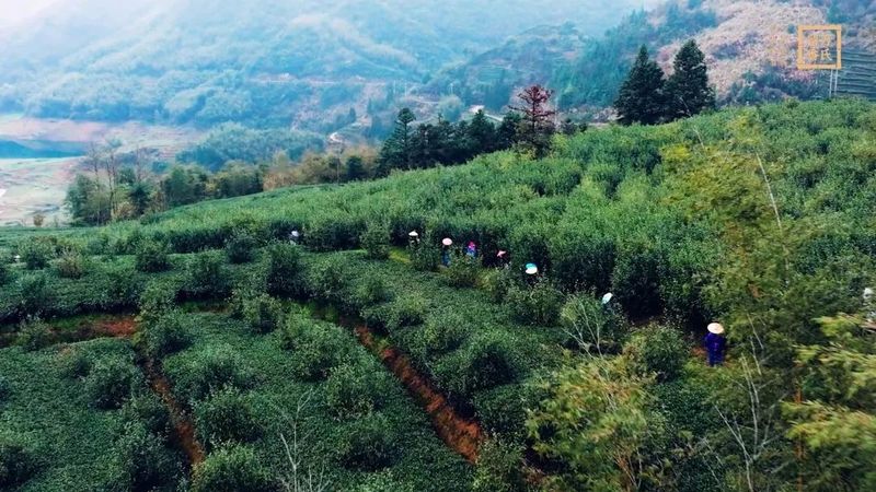 有关于农民日报：福鼎白茶品牌成长记的最新消息(7)