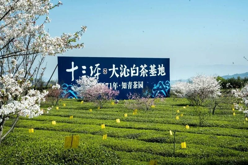 有关于农民日报：福鼎白茶品牌成长记的最新消息(6)