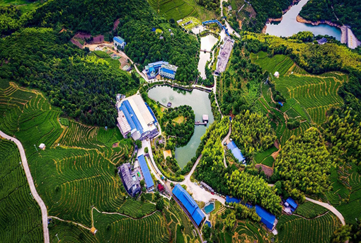 有关于农民日报：福鼎白茶品牌成长记的最新消息