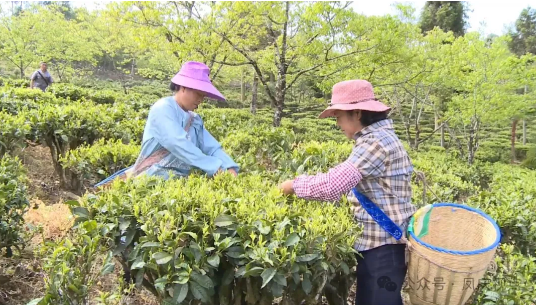 关于凤庆:多举措谱写茶产业助农增收致富新篇的相关信息(2)