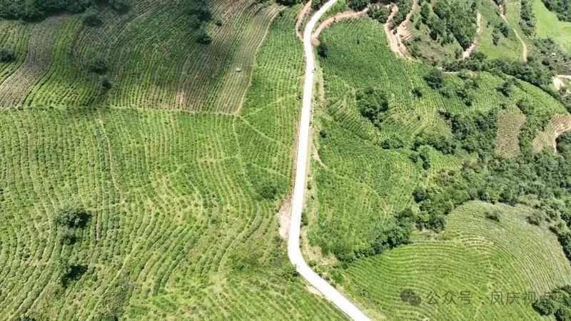 关于凤庆:多举措谱写茶产业助农增收致富新篇的相关信息