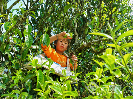 关于普洱澜沧：4000余株百年古茶树迎来开采时节的相关信息(2)