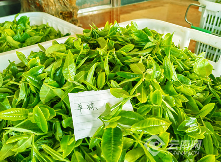 关于普洱澜沧：4000余株百年古茶树迎来开采时节的相关信息(1)