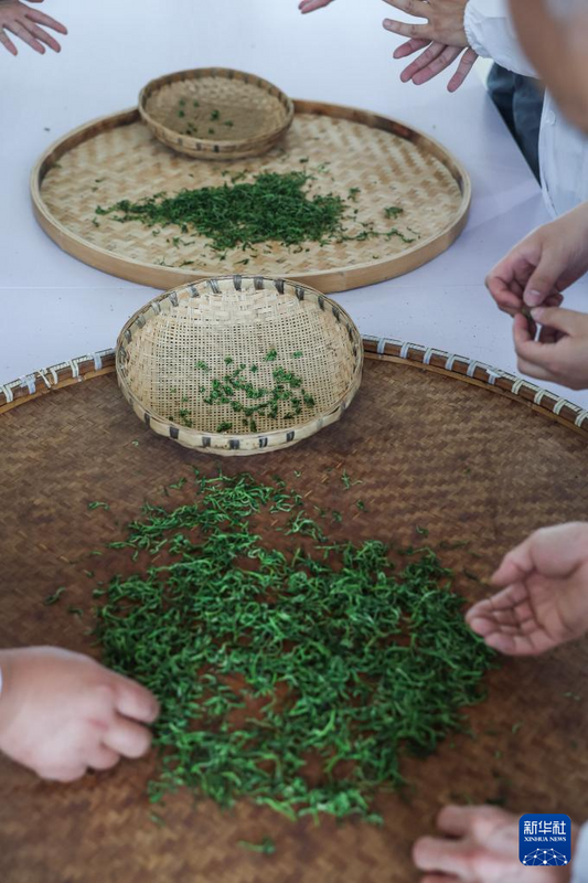 有关于让“春日经济”鲜起来 看春茶持续带动消费新亮点的内容(6)