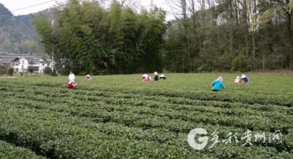 有关于凤冈永安镇：春茶飘香 产销两旺的最新消息(1)