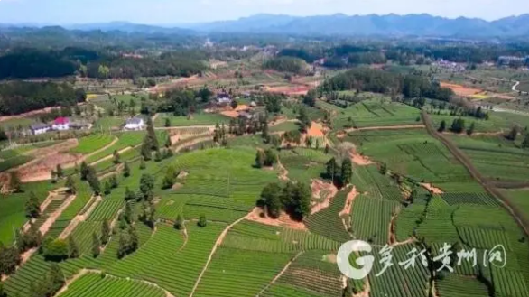 有关于凤冈永安镇：春茶飘香 产销两旺的最新消息