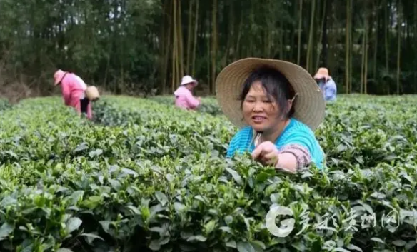 有关于凤冈永安镇：春茶飘香 产销两旺的最新消息(2)