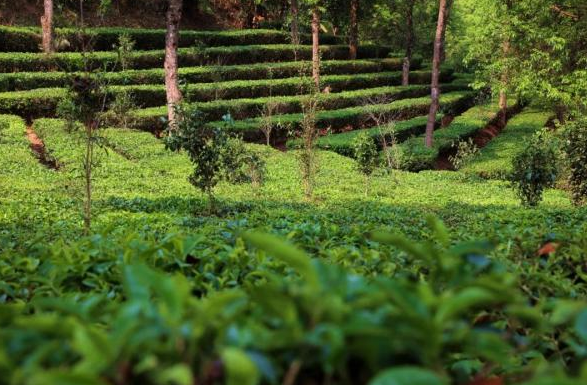 有关于普洱宁洱：做好绿色茶文章 共享健康产业福利的信息(6)