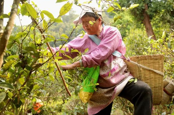 有关于普洱宁洱：做好绿色茶文章 共享健康产业福利的信息(5)